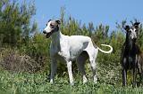 GREYHOUND 041